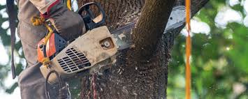 Best Lawn Watering Services  in Claypool Hill, VA