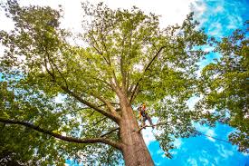 Best Tree Disease Treatment  in Claypool Hill, VA