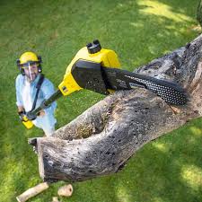 Best Tree Health Inspection  in Claypool Hill, VA