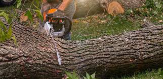 Claypool Hill, VA Tree Services Company