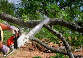 Best Tree Cabling and Bracing  in Claypool Hill, VA