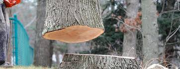 How Our Tree Care Process Works  in  Claypool Hill, VA