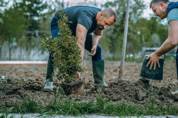 Best Arborist Consultation Services  in Claypool Hill, VA