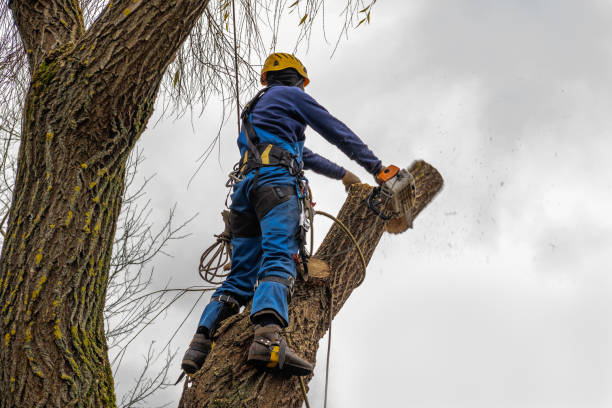 Best Stump Grinding and Removal  in Claypool Hill, VA