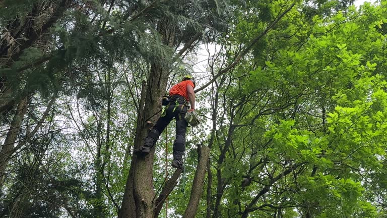Best Palm Tree Trimming  in Claypool Hill, VA