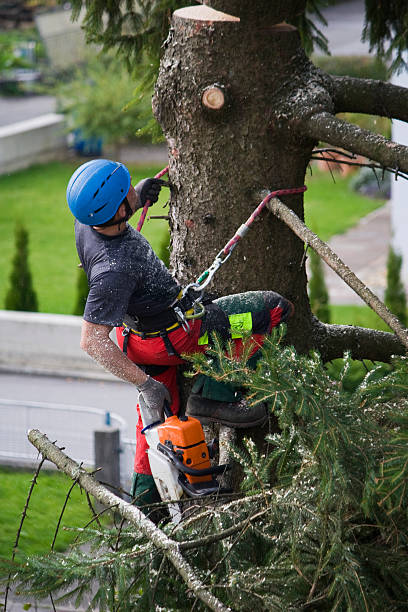 Best Organic Lawn Care Solutions  in Claypool Hill, VA