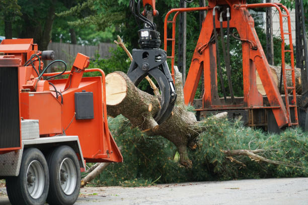 Best Tree Removal  in Claypool Hill, VA