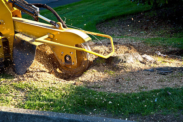 Best Lawn Irrigation Installation and Maintenance  in Claypool Hill, VA
