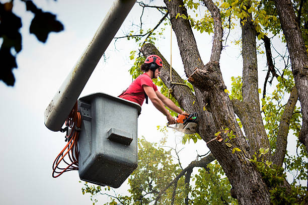 Best Tree Maintenance Programs  in Claypool Hill, VA