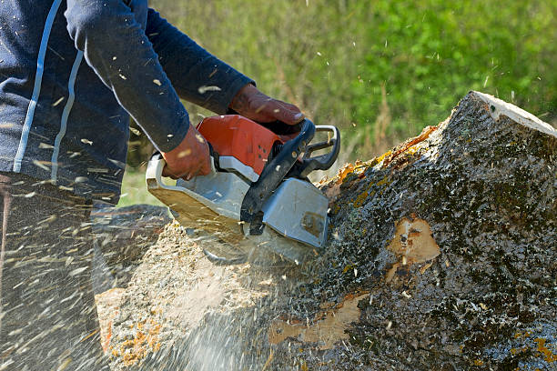 Best Lawn Renovation and Restoration  in Claypool Hill, VA