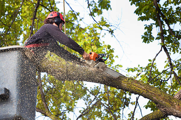 Best Leaf Removal  in Claypool Hill, VA