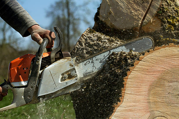 Best Tree Trimming and Pruning  in Claypool Hill, VA