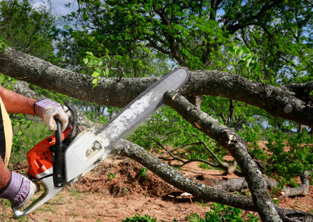 Best Tree and Shrub Care  in Claypool Hill, VA