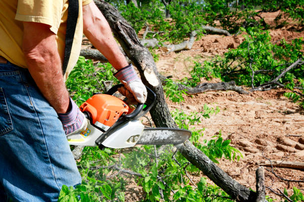 Best Lawn Disease Treatment  in Claypool Hill, VA