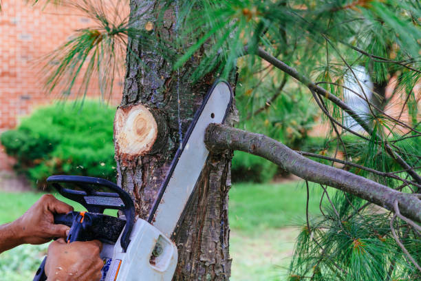 Best Hazardous Tree Removal  in Claypool Hill, VA